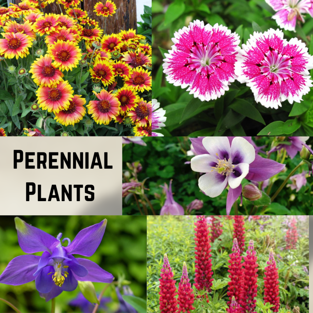 Popular Perennial Plants
