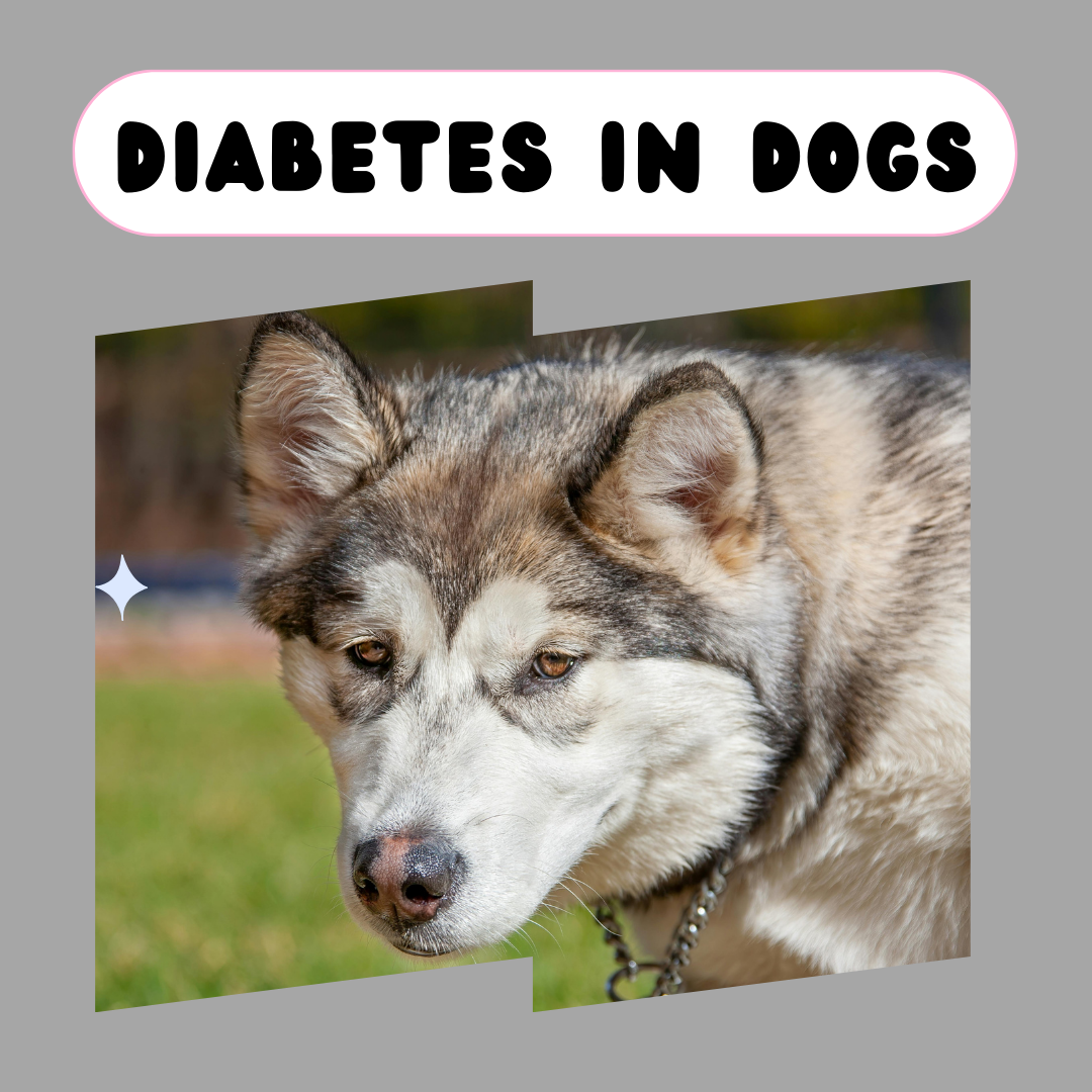 diabetes in dogs