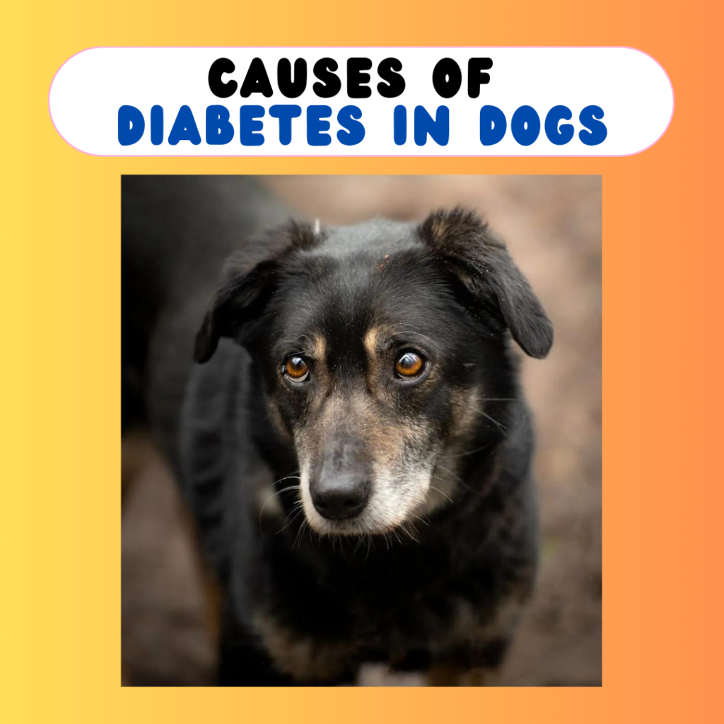 Causes of Diabetes in Dogs