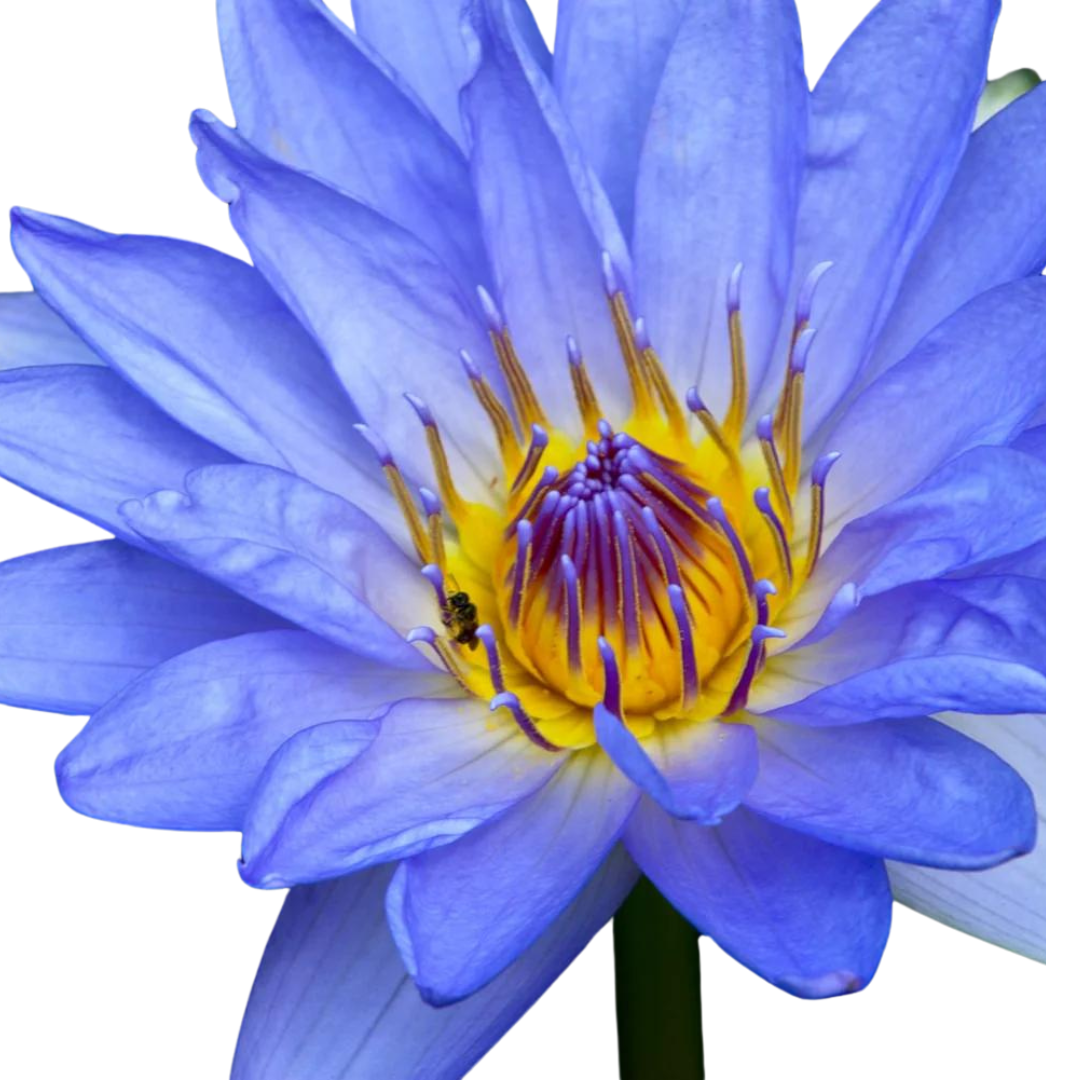 Blue Lotus Flower