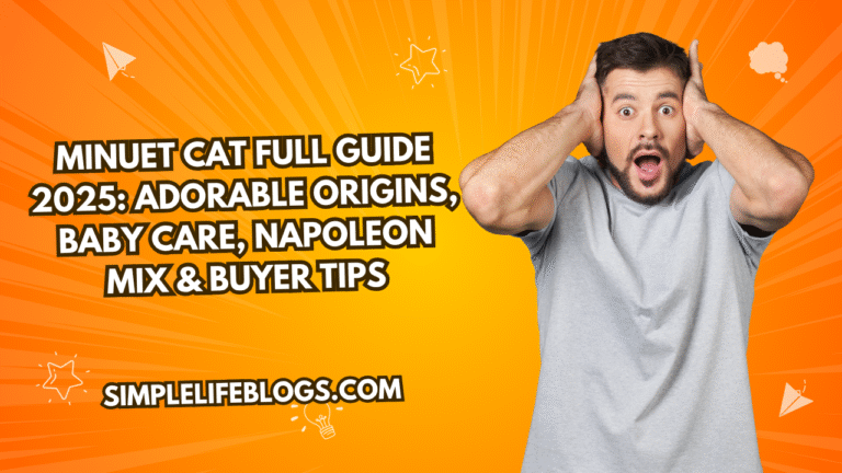 Minuet Cat Full Guide 2025 Adorable Origins, Baby Care, Napoleon Mix & Buyer Tips