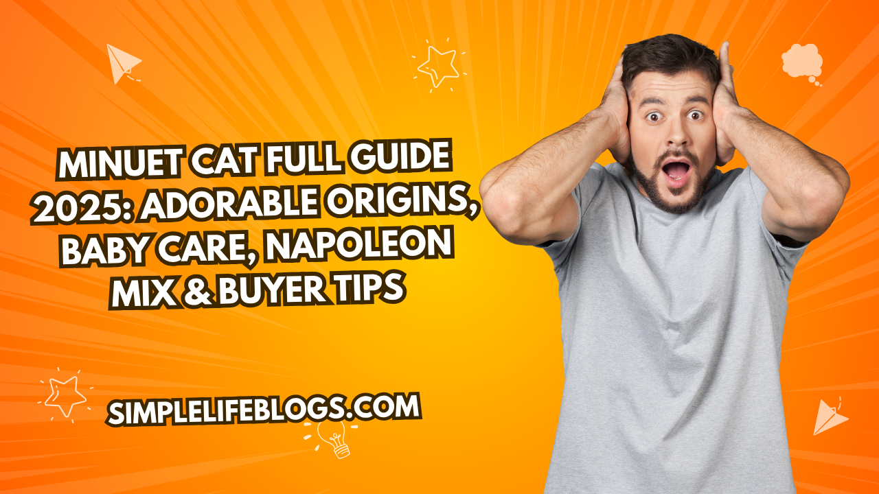 Minuet Cat Full Guide 2025 Adorable Origins, Baby Care, Napoleon Mix & Buyer Tips