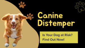 Canine Distemper
