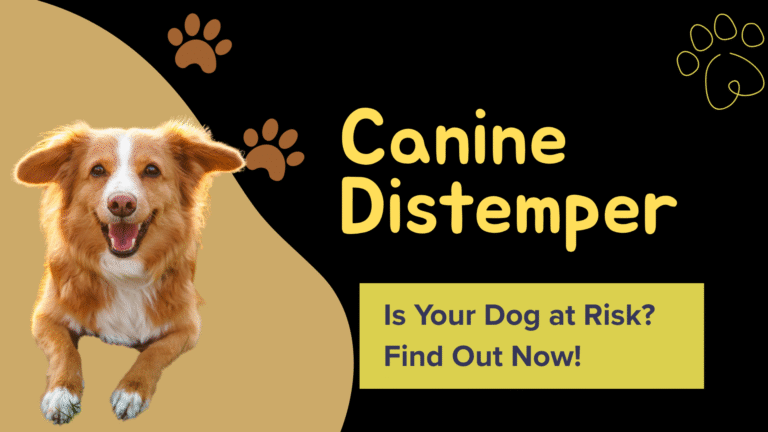 Canine Distemper