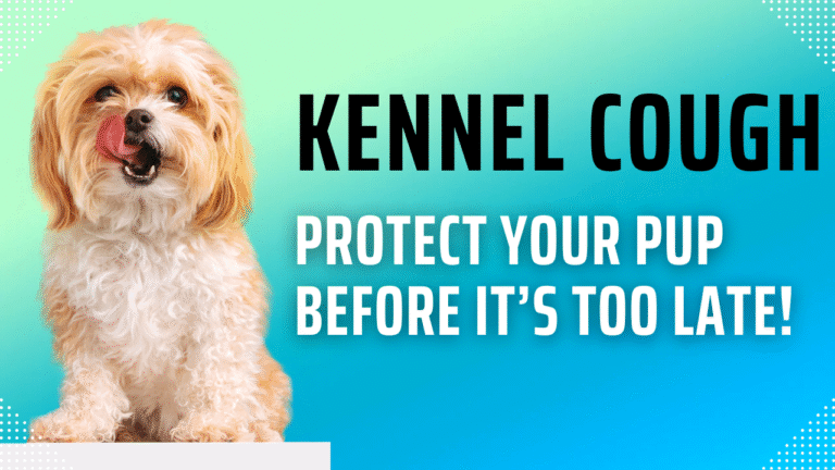 Kennel Cough