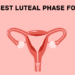 10 Best Luteal Phase Foods