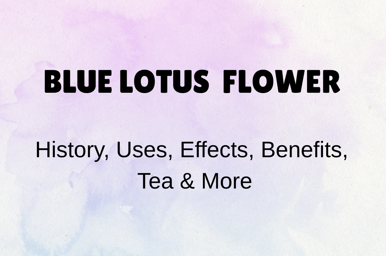 Blue Lotus Flower History, Uses, Effects, Benefits, Tea & More