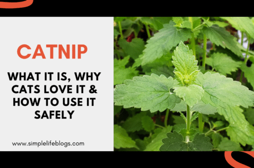 Catnip