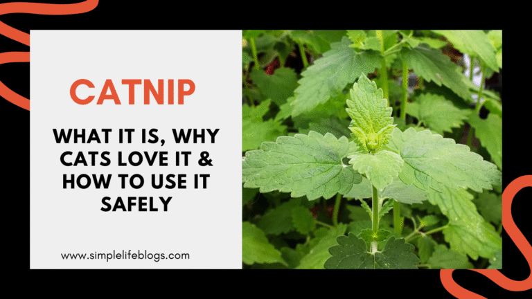 Catnip