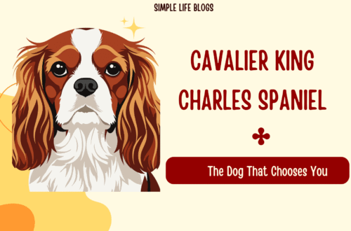 Cavalier King Charles Spaniel