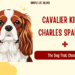 Cavalier King Charles Spaniel