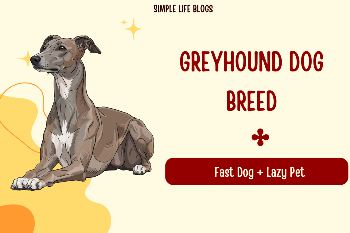 Greyhound Dog Breed