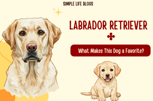 Labrador Retriever