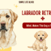 Labrador Retriever