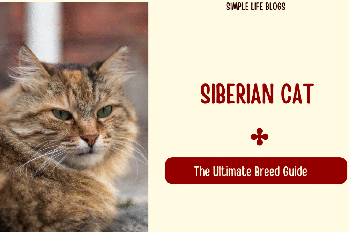 Siberian Cat