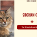 Siberian Cat