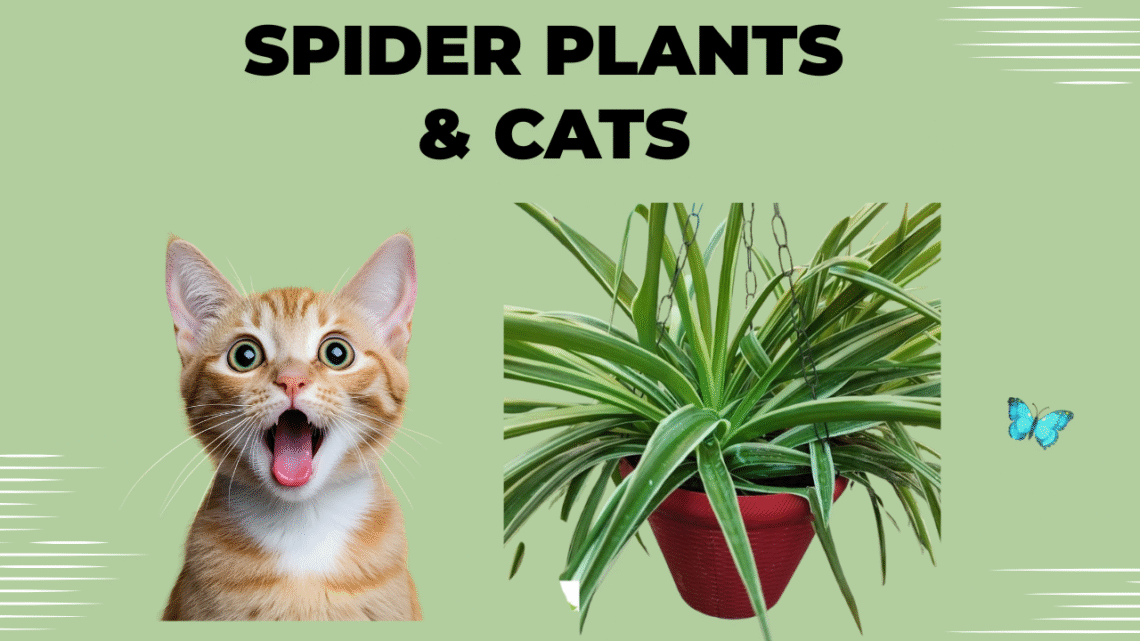 Spider Plants & Cats: Safe Green Companion for Furry Friends