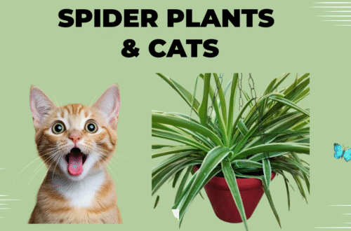 Spider Plants & Cats: Safe Green Companion for Furry Friends