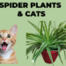 Spider Plants & Cats: Safe Green Companion for Furry Friends