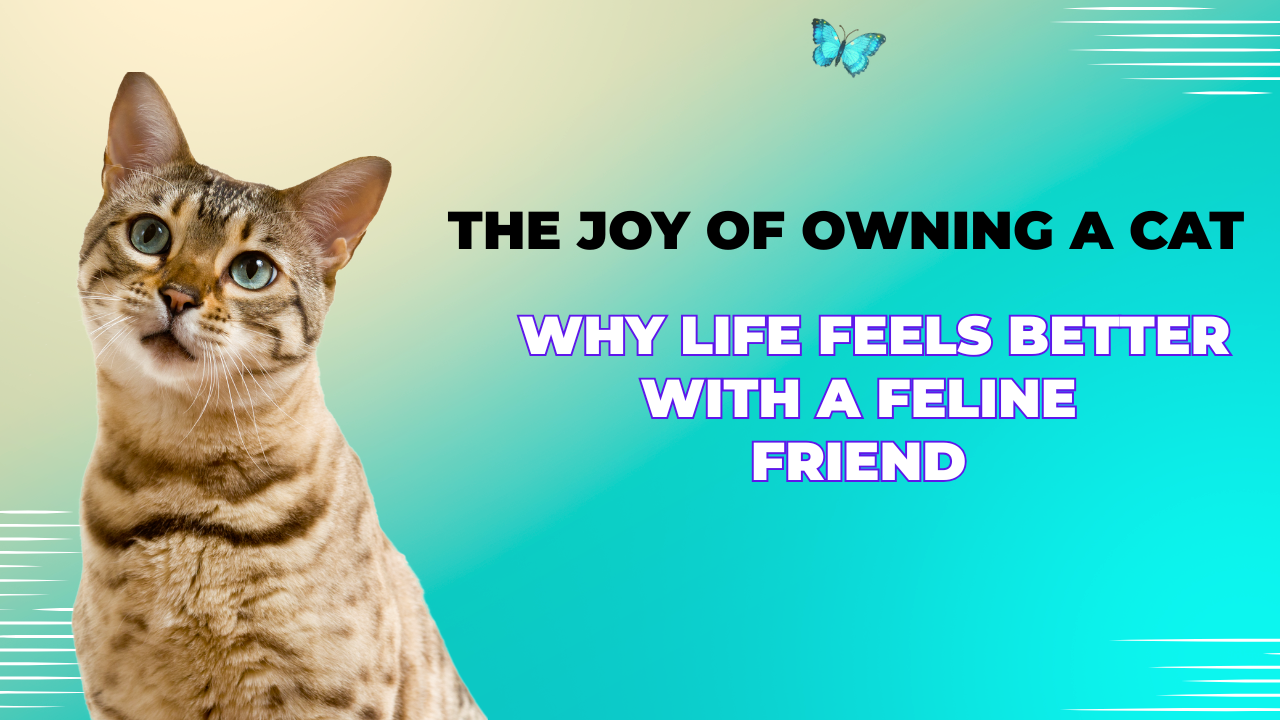 The Joy of Owning a Cat