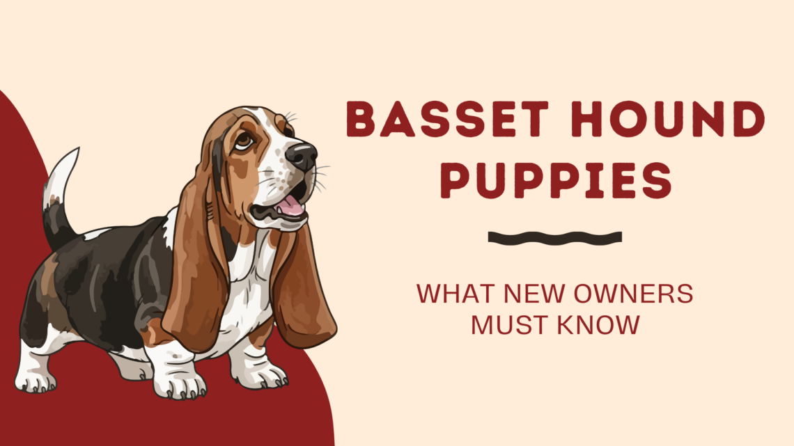 Basset Hound Puppies