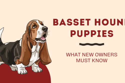 Basset Hound Puppies