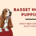 Basset Hound Puppies