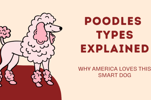 Poodles Types Explained