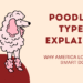 Poodles Types Explained
