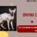 Sphynx Cat